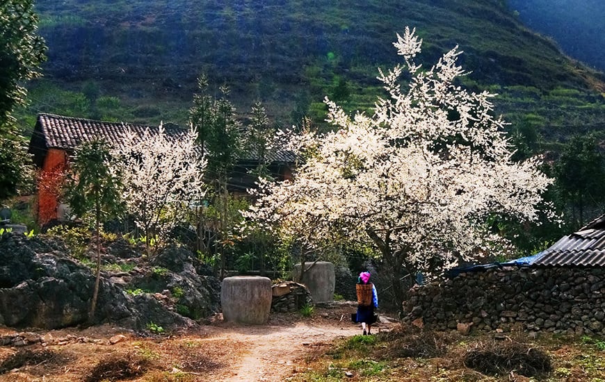 En hiver (novembre - décembre), venez à Mai Chau pour voir les fleurs de prunier fleurir.