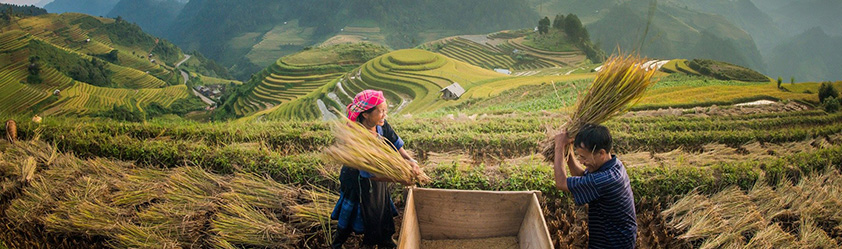 La saison de récolte à Mu Cang Chai entre mi-septembre et mi-octobre